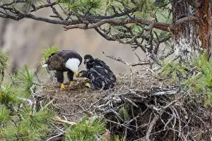 Leucocephalus: Bald Eagle Nest (Haliaeetus leucocephalus)--adult