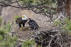 Leucocephalus: Bald Eagle Nest (Haliaeetus leucocephalus)--adult