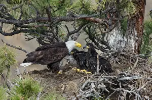 Leucocephalus: Bald Eagle Nest (Haliaeetus leucocephalus)--adult