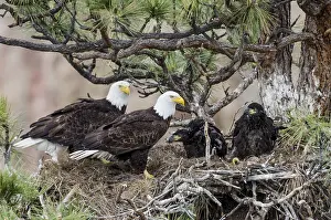 Ponderosa: Bald Eagle Nest (Haliaeetus leucocephalus)--both