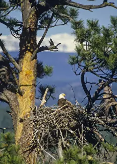 Ponderosa: Bald Eagle at nest in ponderosa pine tree. Western