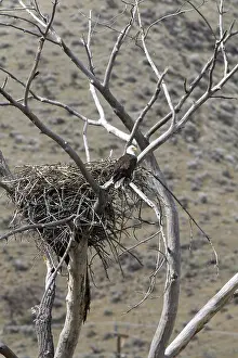 Boise: Bald Eagle Nesting