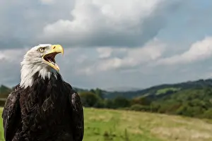 Screaming: Bald Eagle with open mouth (controlled conditions)