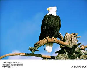 Talon: Bald EAGLE - perched on branch