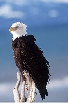 Eagles: BALD EAGLE - perched on branch