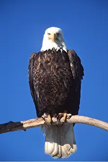 Eagles: BALD EAGLE - perched on branch, close-up portrait