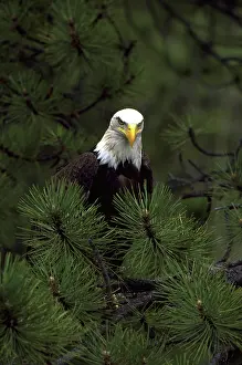 Noble: Bald eagle perched in fir tree