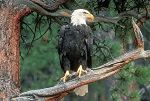 Ponderosa: Bald EAGLE - perched on Ponderosa Pine (Pinus ponderosa)