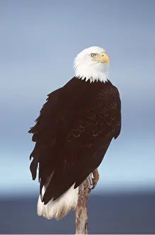 Posts: BALD EAGLE - perched on post