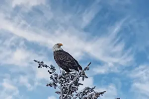 Yellowstone: Bald eagle perched on a tree in the Lamar Valley