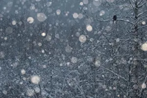 Peter Mather: Bald Eagle perched in tree in snowstorm Chilkat
