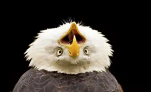 Thrown: Bald Eagle - Portrait, calling with head thrown back