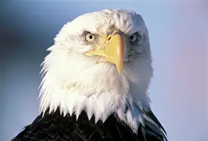Proud: Bald Eagle - portrait, close-up