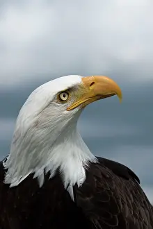 Focussed: Bald Eagle portrait and stormy sky