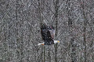 Storm: Bald eagle during the Salmon Run along Nooksack