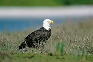 Sandbar: Bald Eagle on Sandbar