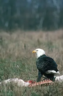 Scavenges: Bald Eagle Scavenging Calf Carcass