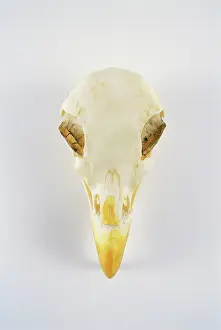 Resin: Bald Eagle skull