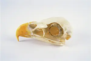 Cast: Bald Eagle skull