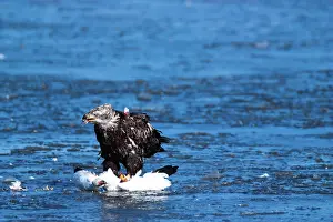 Squaw: Bald Eagle and Snow Goose
