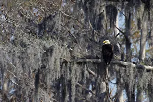 Bromeliads: Bald Eagle - in Spanish Moss / Vegetable Horsehair