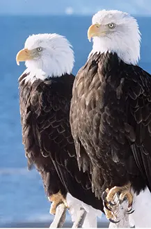 B Moose Peterson: BALD EAGLE - x two close-up