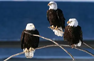 B Moose Peterson: BALD EAGLE - x three, on three twigs