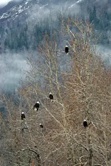 Chilkat: Bald Eagles
