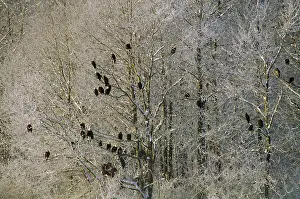 Chilkat: Bald Eagles