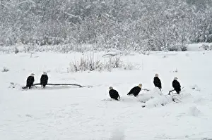 Chilkat: Bald Eagles, Alaska