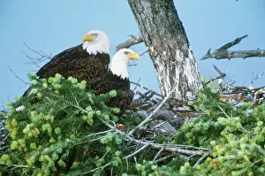 Eaglet: Bald Eagles on nest