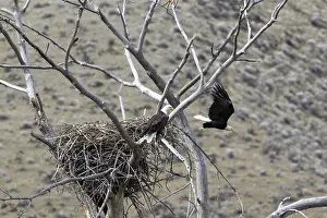 Boise: Bald Eagles Nesting