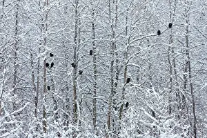 Keren: Bald Eagles perched on trees covered with snow