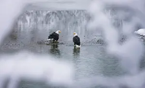 Keren: Bald Eagles on the river in the forest covered with