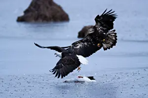 Squaw: Bald Eagles and Snow Goose