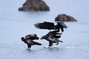 Squaw: Bald Eagles and Snow Goose