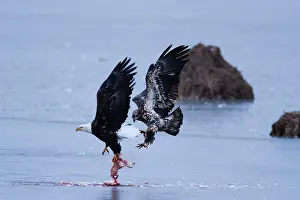 Squaw: Bald Eagles and Snow Goose