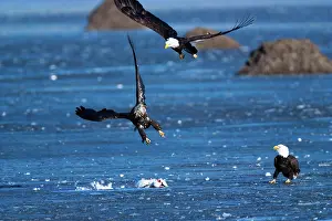 Squaw: Bald Eagles and Snow Goose