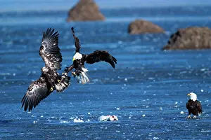 Squaw: Bald Eagles and Snow Goose