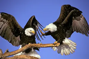 Squabble: Bald Eagles - Squabble over perch