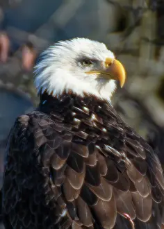 Haliaeetus: Bald Eagles along Washington States Nooksack River