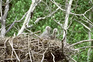 Saskatchewan: Bald Eaglets in Nest