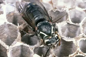 Cell: Bald-faced Hornet