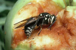 Maculata: Bald-faced Hornet