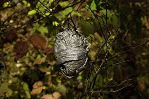Maculata: Bald-Faced Hornet Nest