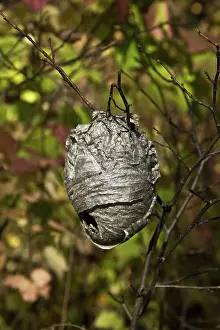 Maculata: Bald-Faced Hornet Nest