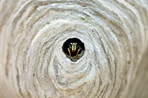 Hive: Bald-faced hornet, Vespula maculata, emerging