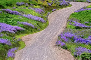 Lupine: Bald Hills Road through lupine flowers, California