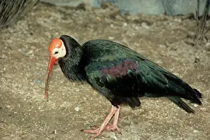 Calvus: BALD IBIS
