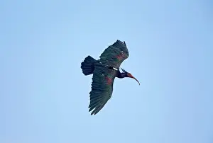 Radio: Bald Ibis